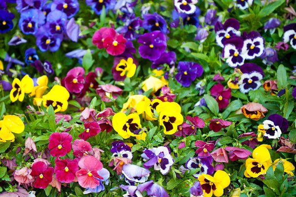 greenhouse pansies