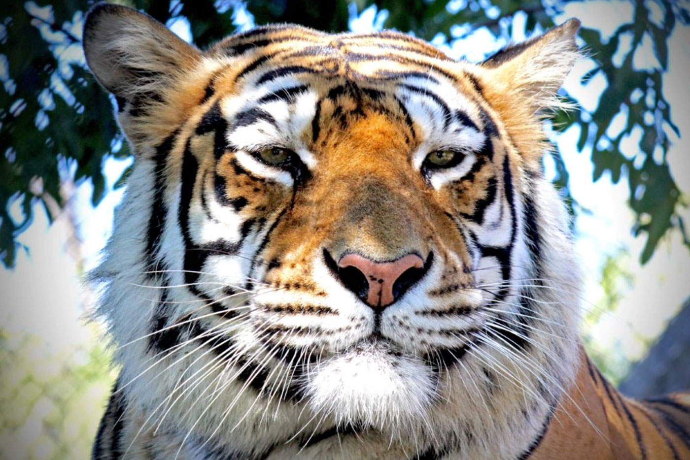 Natural Bridge Zoo Charlottesville Family