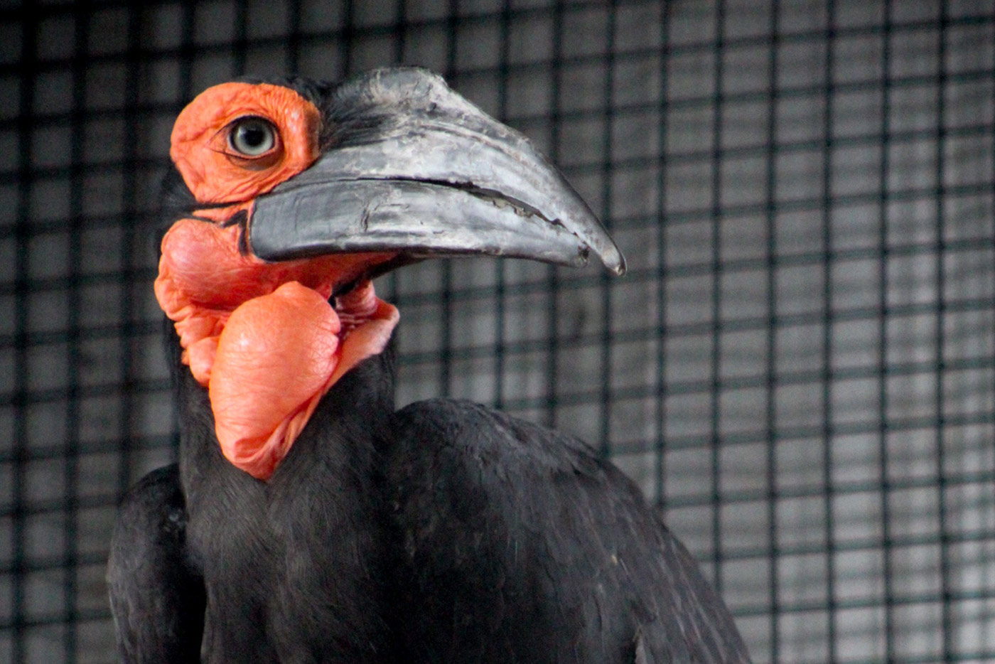 Natural Bridge Zoo Charlottesville Family