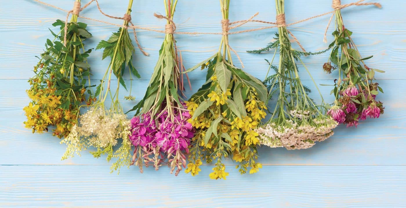 Bundles of medicinal herb blooms dried. Displayed on twine against a blue wooden wall,