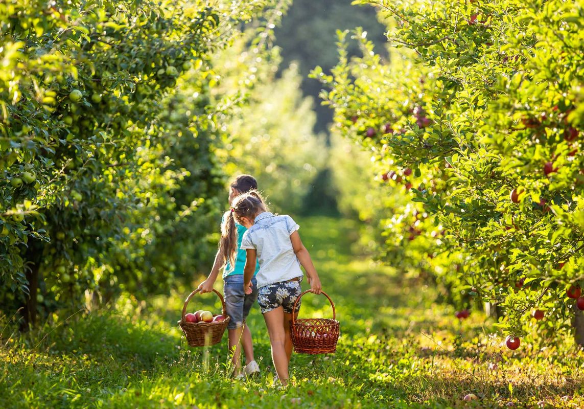 Family Events and Outing Ideas Charlottesville