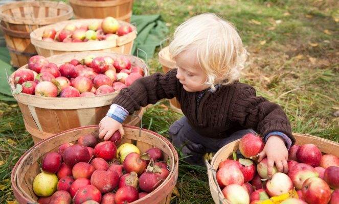 Boy with baskets of apples