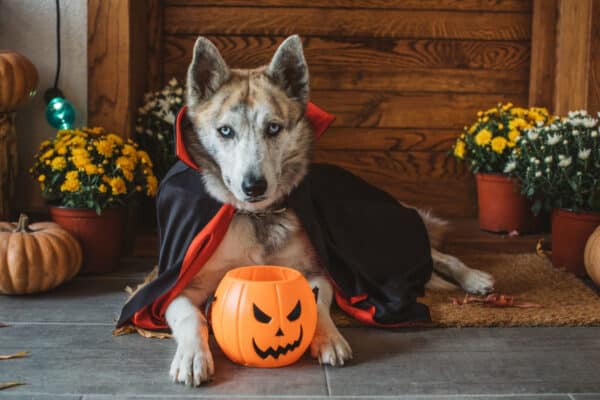 Dog dressed up at vampire for Halloween