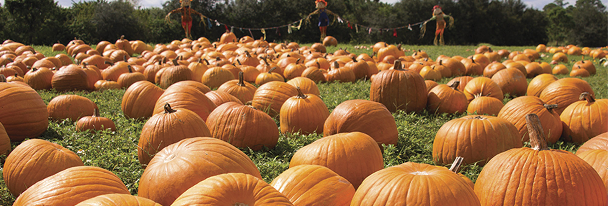 Pumpkin Patch Guide for Charlottesville Families Charlottesville Family