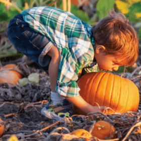 boy in pumpkin patch