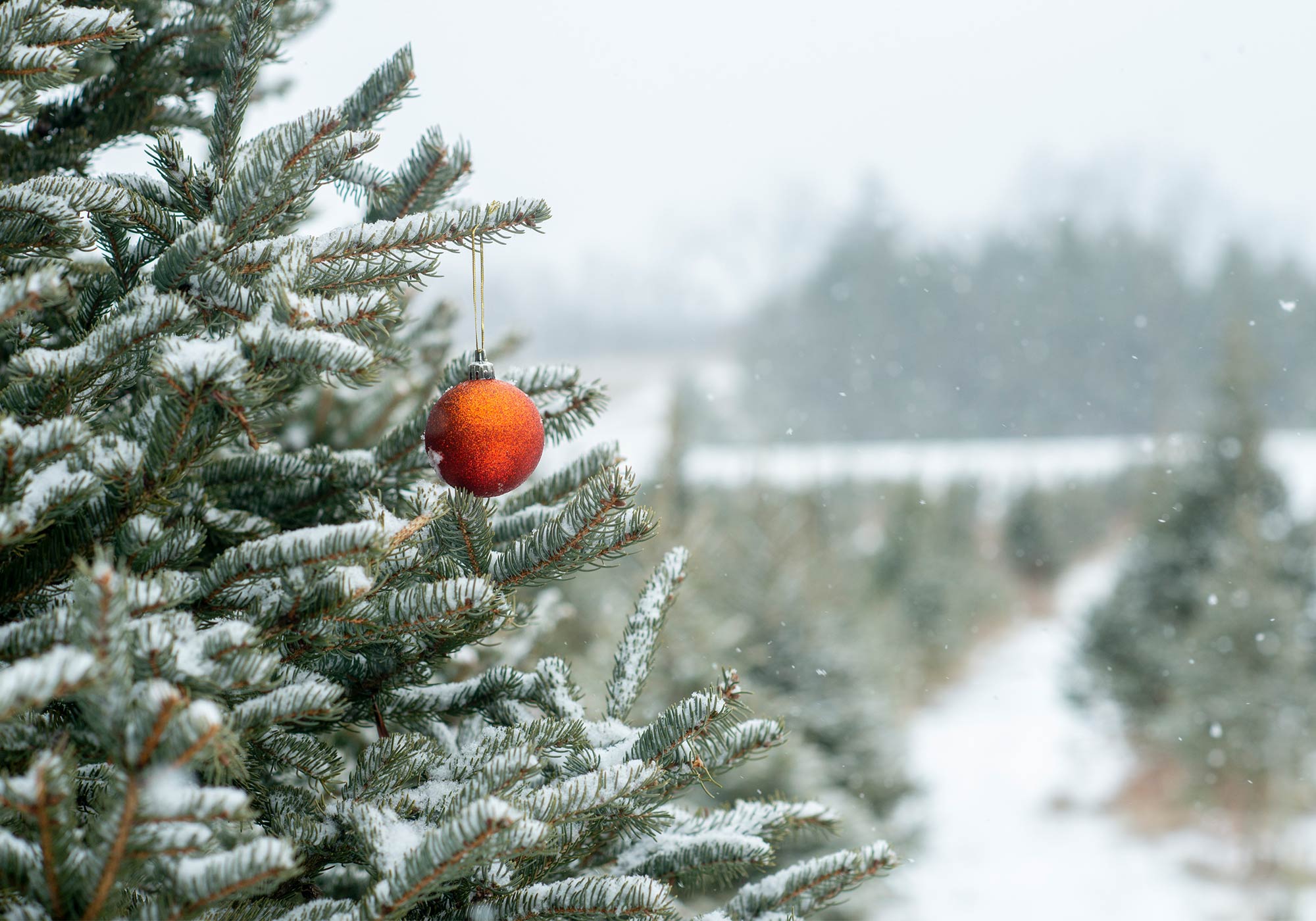 tree farm in the snow