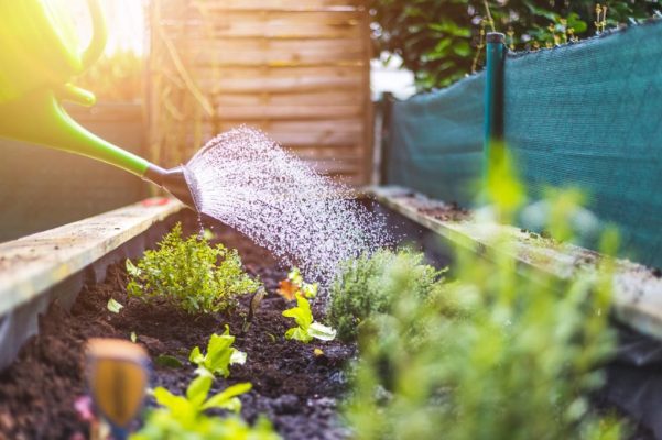 watering a garden