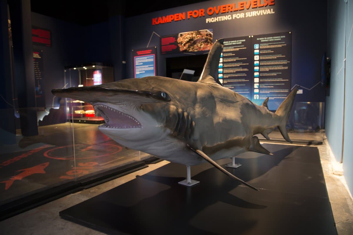 Shark exhibit - Science Museum of VA