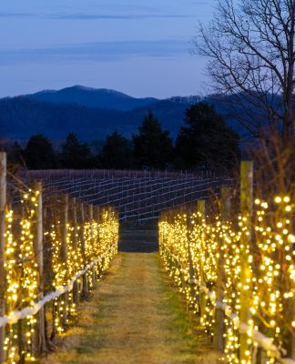 Veritas Illuminated vines