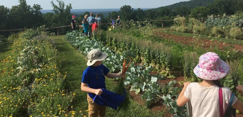 campers harvest veggies in Monticello flower garden