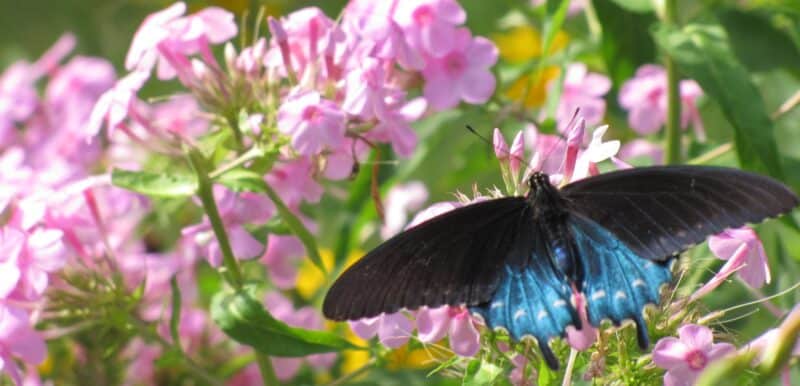 butterfly in Monticello Flower Garden
