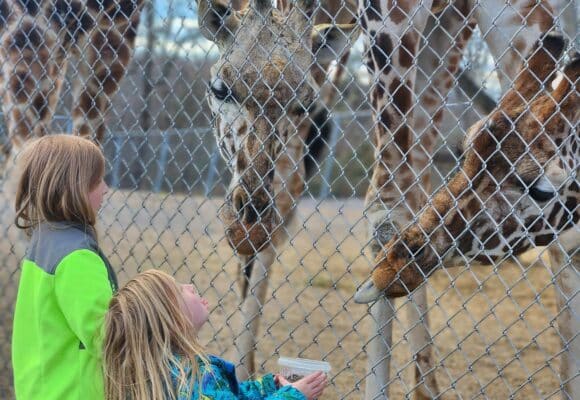 Kids feed giraffe at Natural Bridge Zoo Camp