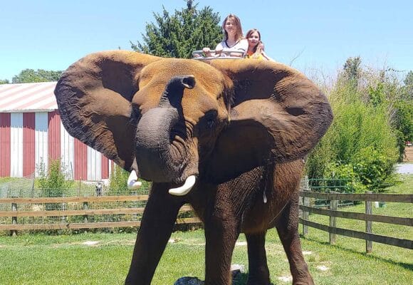 Youth ride an elephant at Natural Bridge Zoo Camp