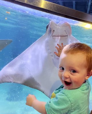 toddler girl watching the stringray tank