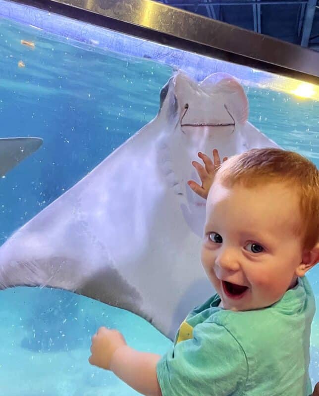 Toddler watching fish in Aquarium at SeaQuest in Lynchburg, VA