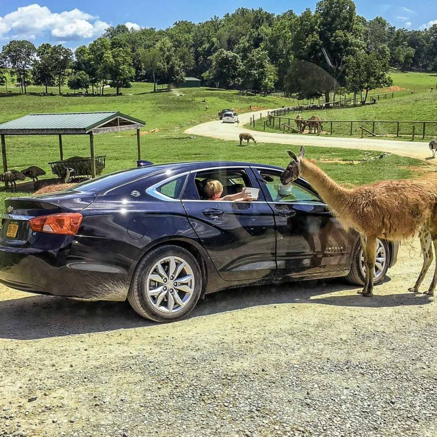 The Best Zoos & Aquariums in Virginia Charlottesville Family