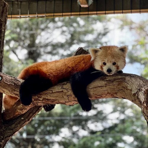 The Best Zoos & Aquariums in Virginia Charlottesville Family