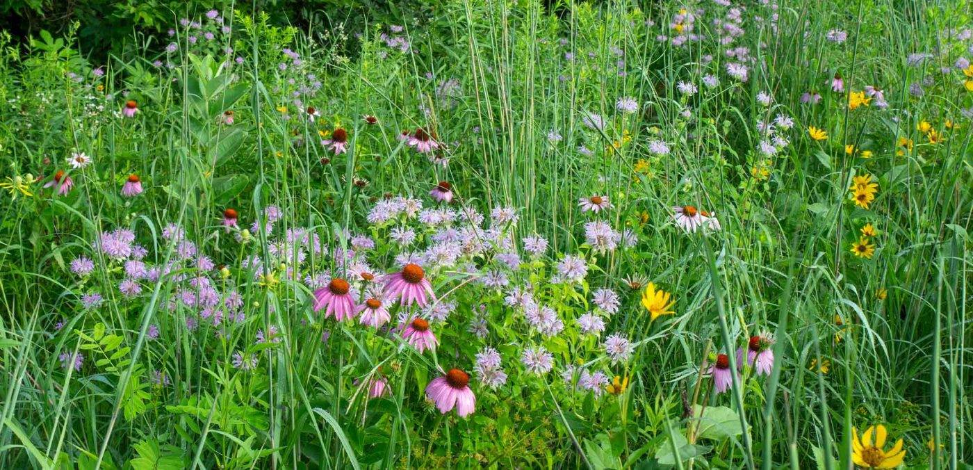 Wildflowers, istockphoto