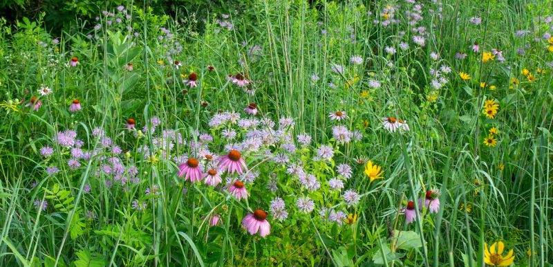 Wildflowers, istockphoto