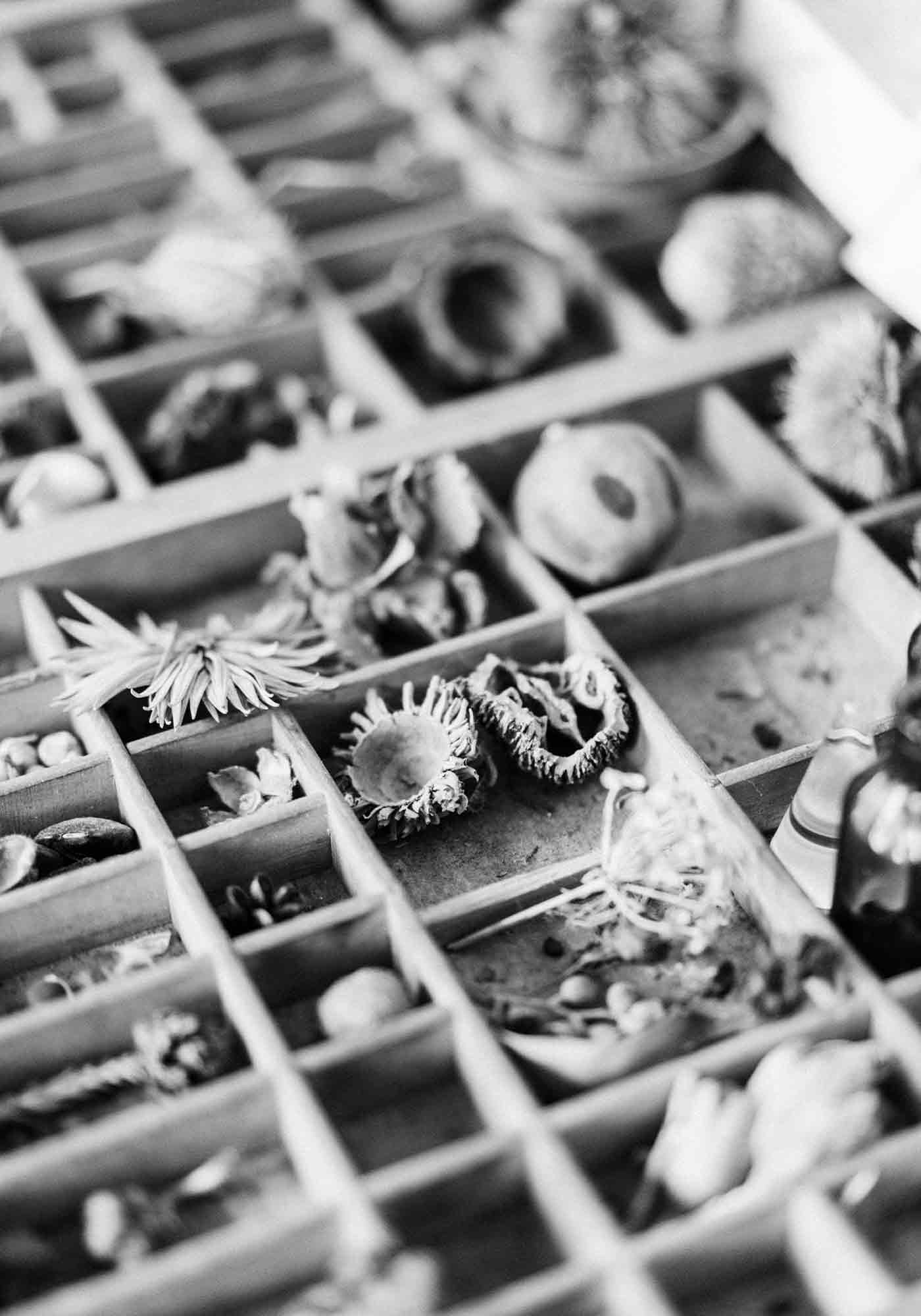 Lara Call Gastinger collection of natural objects
