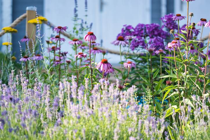 lavender in garden