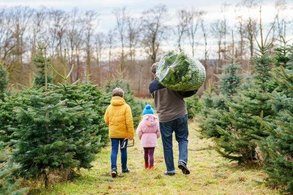 Dad and two kids walk through christmas tree farm as dad carries netted tree over his shoulder