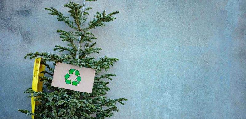 christmas tree recycling in charlottesville city and albemarle county virginia