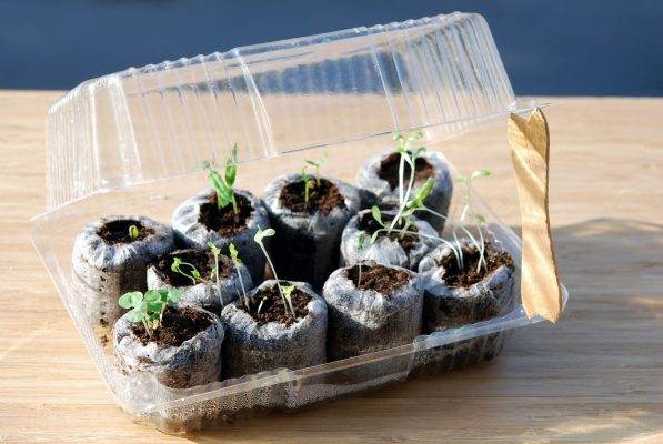 seedlings in plastic container, winter sowing zone 7B