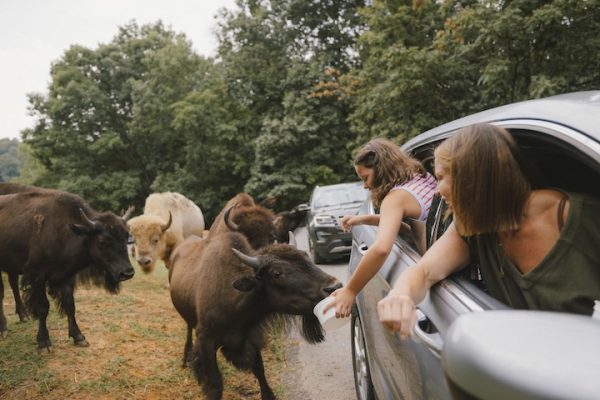 Kids feeding bison from the car at teh Safari Park, family fun in the Shenandoah Valley