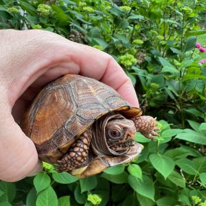 Eastern Box Turtle in Virginia