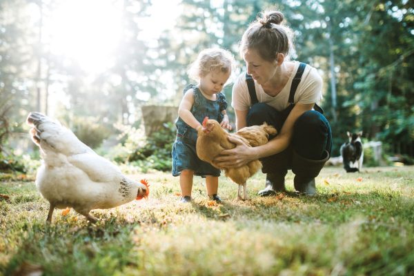 Mother and child taking care of chickens in the summer in their yard