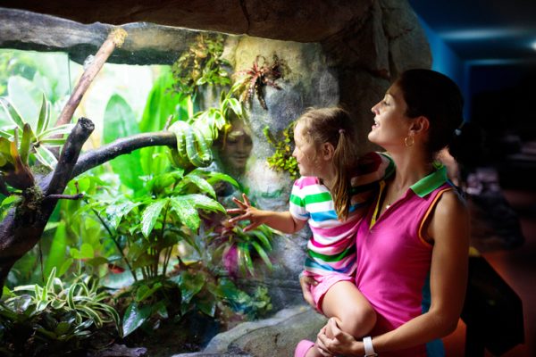 Family watching snake in zoo terrarium. Mother and child watch snakes. Kids observe animals. Mom and little girl look at reptiles behind glass.