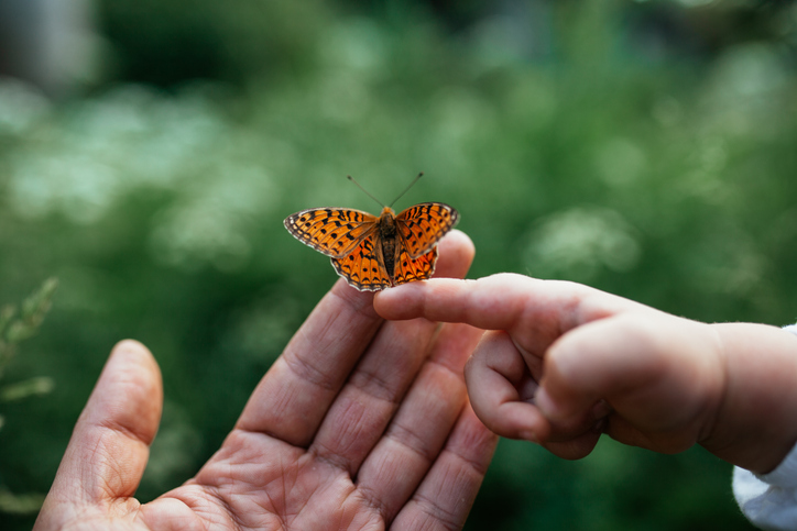Close-Up Of Butterfly On Hand, Childs hand next to parent hand